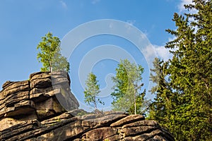 Landscape with trees in the Harz area, Germany