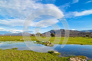 Landscape with trees and lake