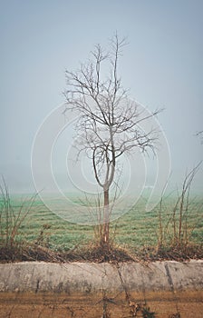 Landscape with trees without leaves on the fog