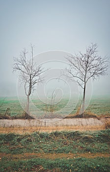 Landscape with trees without leaves on the fog