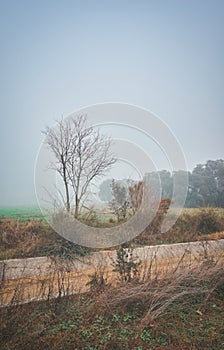 Landscape with trees without leaves on the fog