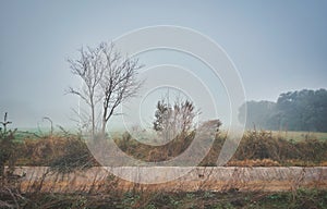 Landscape with trees without leaves on the fog