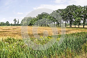 Landscape with trees, meadows and wildflowers