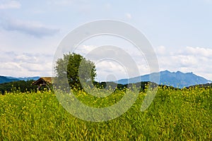 a landscape of trees and mountains in a field of rape flowers.