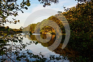 Landscape with trees in Prerow, Germany