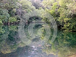 Landscape with trees reflecting in the water