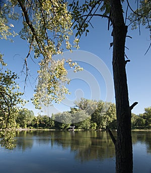 Landscape of trees and river