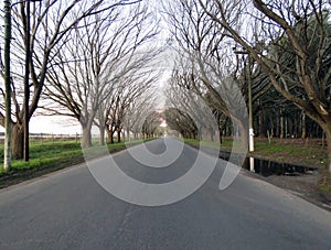 landscape of trees and road in perspective