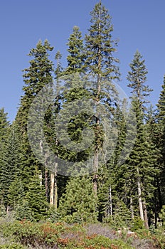 Landscape and trees in Sequoia National Park