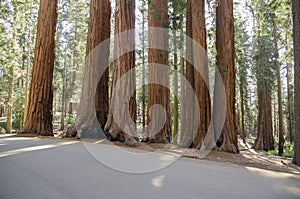 Landscape and trees in Sequoia National Park