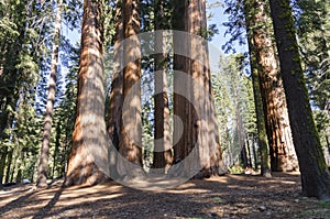 Landscape and trees in Sequoia National Park