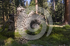 Landscape and trees in Sequoia National Park