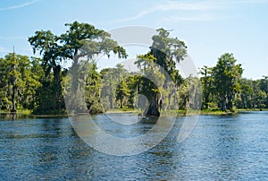 Landscape with Trees, Spanish Moss and Wakulla River at Wakulla Springs, Florida, USA
