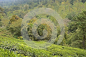 Landscape of trees and tea plantations