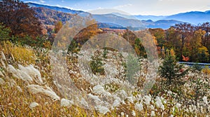 Landscape of trees turning color in autumn - Senboku, Akita, Japan