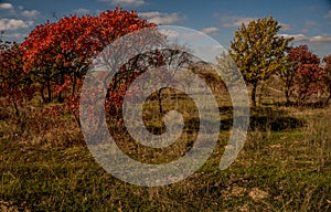 Landscape with a trees in vibrant autumn colors.