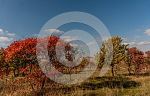 Landscape with a trees in vibrant autumn colors.