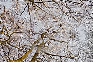 Landscape of trees in winter against a grey sky outside from below. Nature background of bare branches and leafless