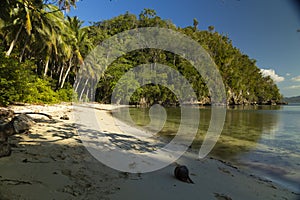 Landscape of tropical coconut palms, Togian Islands, Indonesia