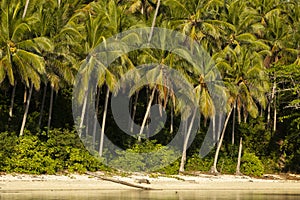 Landscape of tropical coconut palms, Togian Islands, Indonesia