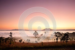 Landscape of Tropical Forest in the Morning