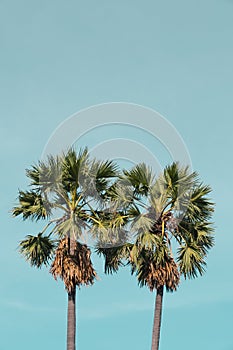 Landscape tropical outdoor summertime with sugar palm