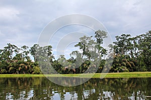 Landscape of the tropical rainforest in Tortuguero, Costa Rica