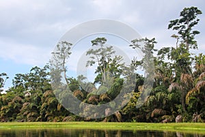 Landscape of the tropical rainforest in Tortuguero, Costa Rica