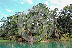 Landscape of the tropical rainforest in Tortuguero, Costa Rica