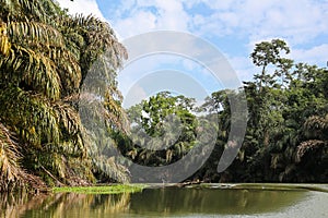 Landscape of the tropical rainforest in Tortuguero, Costa Rica