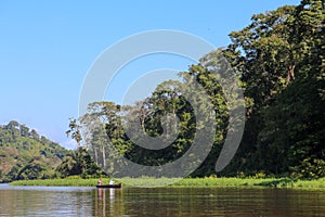 Landscape of the tropical rainforest in Tortuguero, Costa Rica