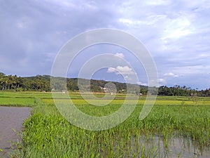 Landscape tropical rice paddy field in Rawa Pening lake beautiful scenery cloudy sky background