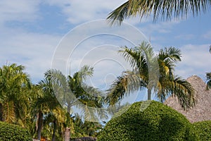 Landscape of tropical trees