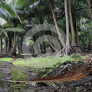 A small path in a tropical forest of sao tome and principe