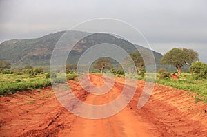 Landscape in Tsavo National Park, Kenya Africa