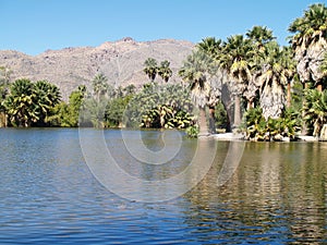 Landscape in Tucson, Arizona