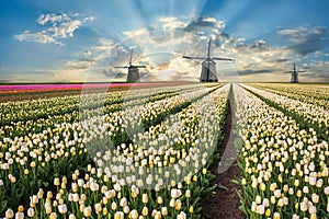 Landscape with tulip fields and windmill