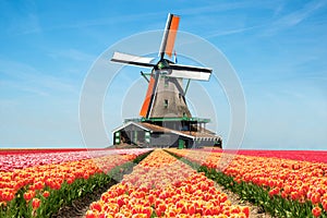 Landscape of tulips and windmills in the Netherlands.