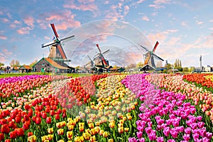 Landscape with tulips in Zaanse Schans, Netherlands, Europe