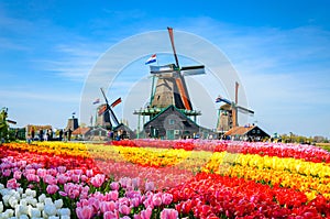 Landscape with tulips in Zaanse Schans, Netherlands, Europe