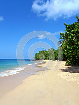 Landscape of turquoise waters and idyllic Caribbean beach. French Antilles caribbean sea under tropical blue sky. Palm trees,