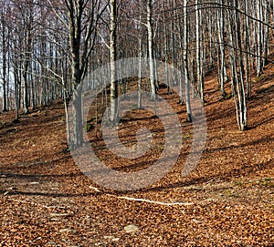 Landscape of Tuscan Emilian Apennines In Ventasso, Italy