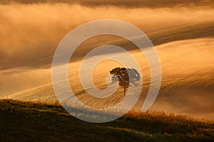 Landscape in Tuscany, near the Siana and Pienza, Sunrise morning in Italy. Idyllic view on hilly meadow in Tuscany in beautiful