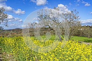 Landscape of the Tuscany region in Italy