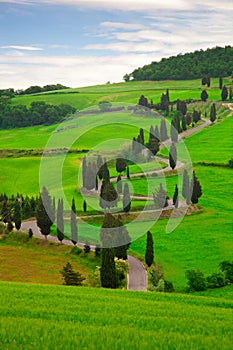 Landscape of Tuscany with twisting road and cypresses