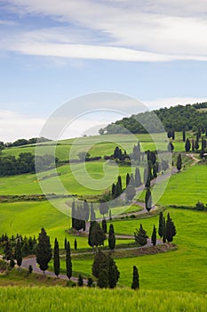Landscape of Tuscany with twisting road and cypresses