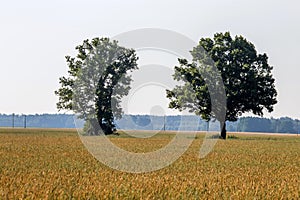 Landscape with two trees in cereal field