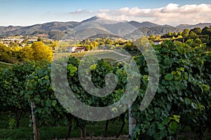 Landscape of txakoli vineyard in Hondarribia in the Basque country photo