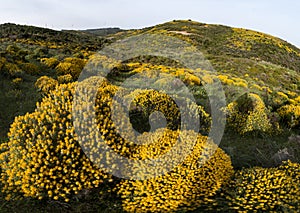 Landscape with ulex densus shrubs.