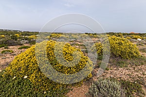 Landscape with ulex densus shrubs.